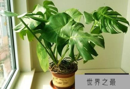 除甲醛的绿植有哪些