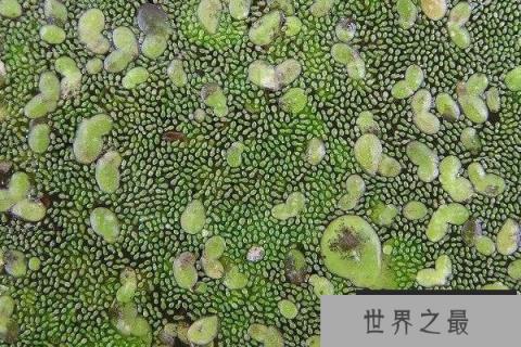 世界上最小的植物：芜萍长仅0.6毫米宽0.33毫米