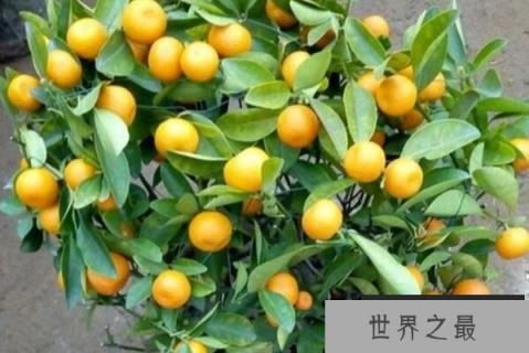 十种旺财又旺宅的植物，你家养了哪种植物？