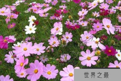 适合新手养的10种花，波斯菊居榜单首位