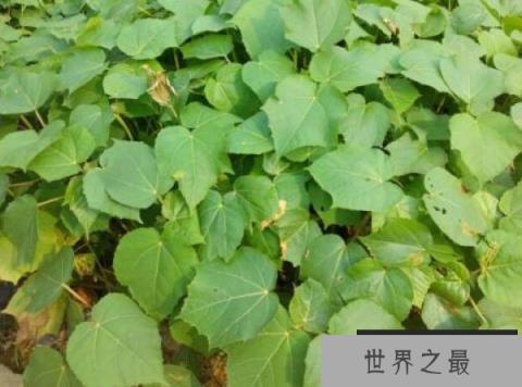 十大生长速度最快的树木排名，法国梧桐上榜