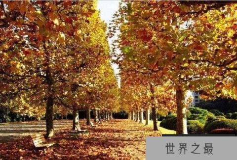 十大生长速度最快的树木排名，法国梧桐上榜