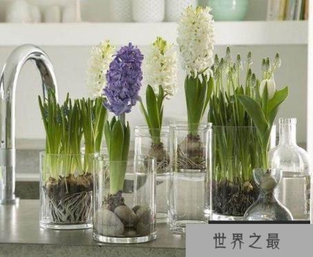 十大水培植物排行榜 最适合水培的盆栽排名