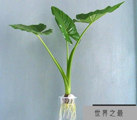 十大水培植物排行榜 最适合水培的盆栽排名
