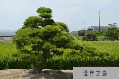 世界上最能抵抗紫外线的植物——南欧黑松