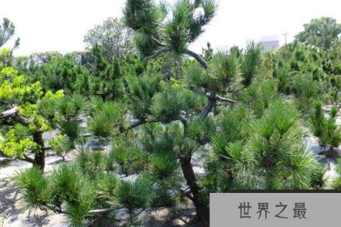 世界上最能抵抗紫外线的植物——南欧黑松