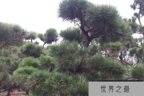 世界上最能抵抗紫外线的植物——南欧黑松