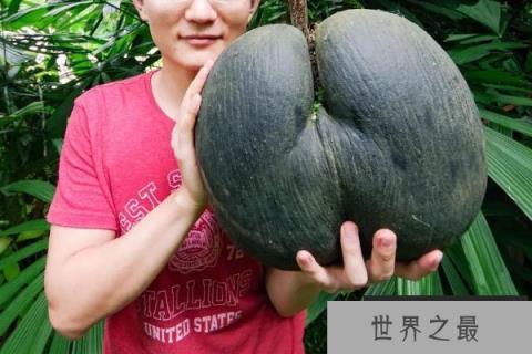 世界上最散发荷尔蒙的果实，被人们奉为性爱圣果