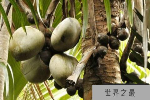 海椰子