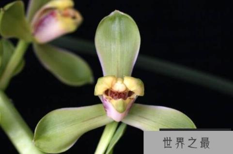 盘点最耐寒的十大花草，蕙兰位列第二