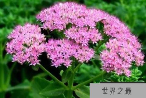 盘点最耐寒的十大花草，蕙兰位列第二