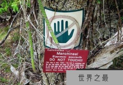 世界上最有毒的树