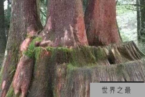世界上生长速度最慢的树，100年才长高30厘米