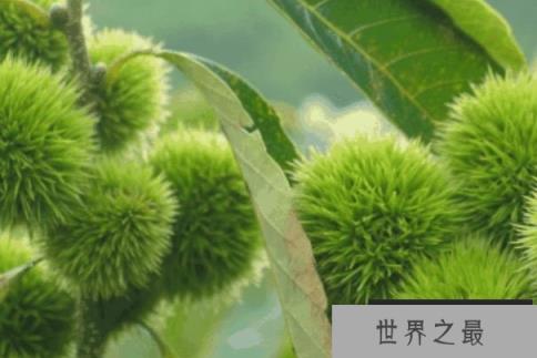 世界上生长速度最慢的树，100年才长高30厘米