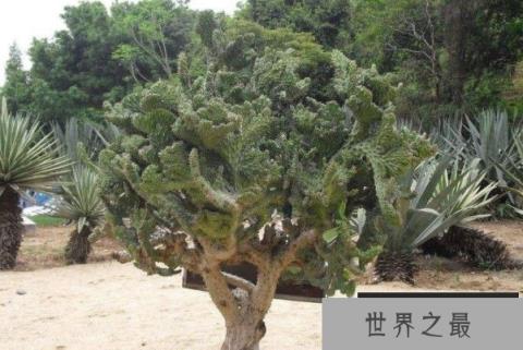 世界上生长速度最慢的树，100年才长高30厘米