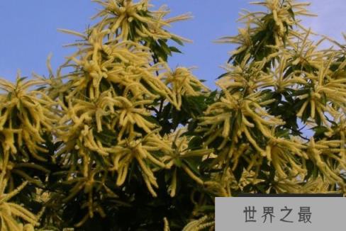 世界上最咸的树:木盐树 世界上最咸的树:木盐树