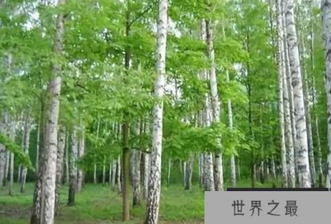 世界上最硬的树,铁桦树比钢铁还硬 世界上最硬的树,铁桦树比钢铁还硬