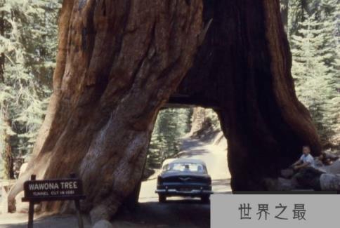 世界上体积最大的树