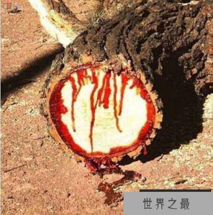 世界上最诡异的树，龙血树汁液酷似人血
