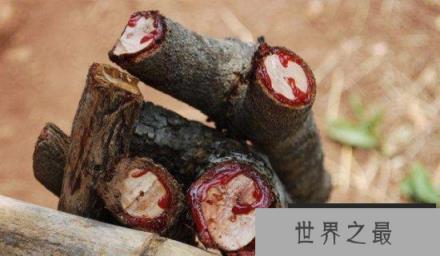 世界上最诡异的树，龙血树汁液酷似人血