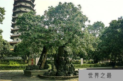 最古老的荔枝树