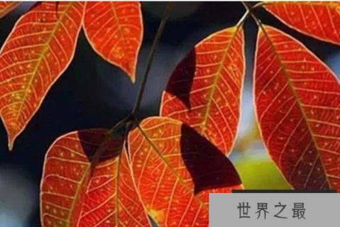 热带雨林中的十大奇观，七彩雨林最好看