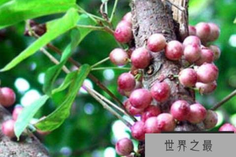 热带雨林中的十大奇观，七彩雨林最好看