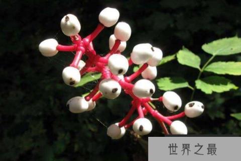 世界上最像眼球的植物：白色类叶升麻