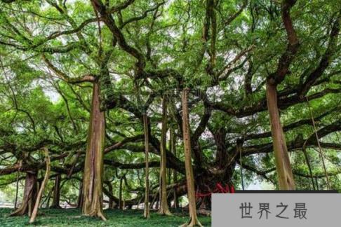 世界上树冠最大的树