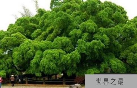 世界上树冠最大的树