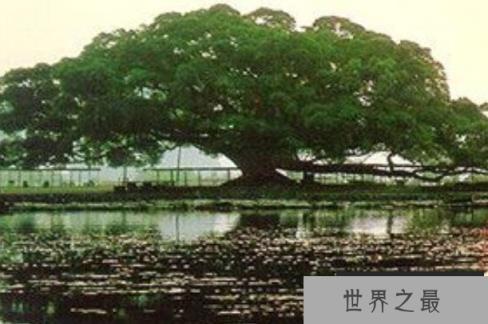 世界上树冠最大的树