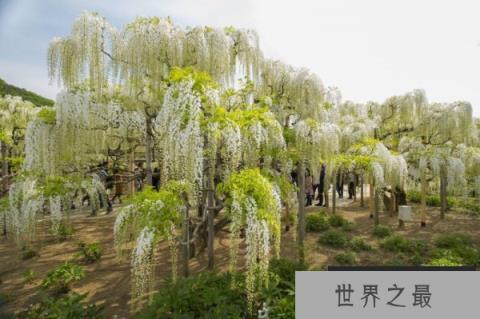 世界上最长的植物