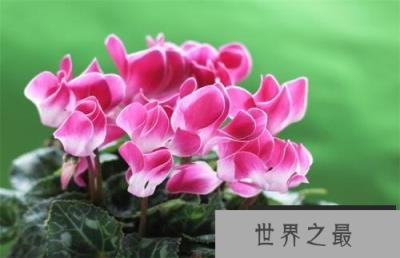 十大寓意吉利的花草