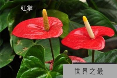 十大寓意吉利的花草