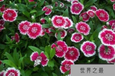 最耐寒的十大漂亮植物