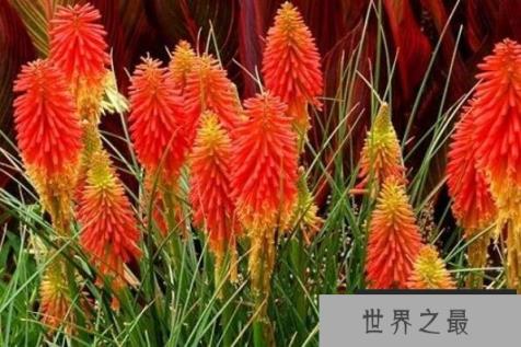 最耐寒的十大漂亮植物