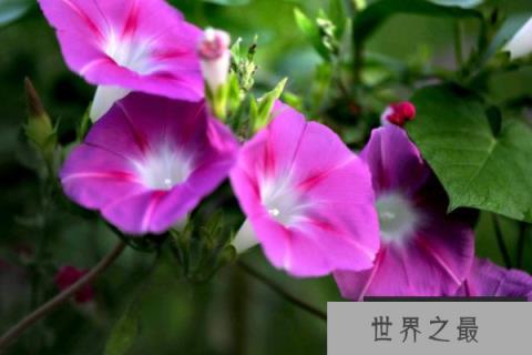 十二星座的专属幸运花，12星座的幸运花分别是什么