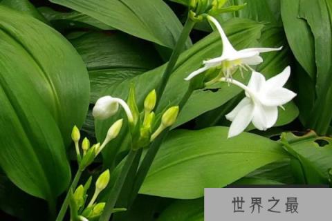 最耐阴的十大室内植物