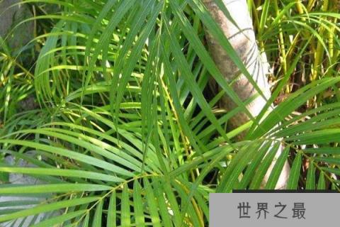 最耐阴的十大室内植物