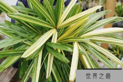 最耐阴的十大室内植物