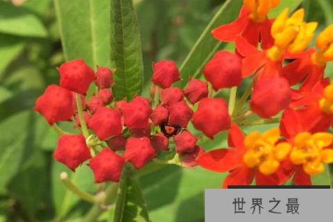 世界上十大毒花的花语