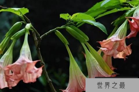 世界上十大毒花的花语