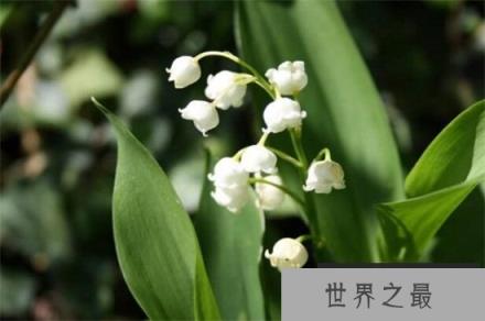 铃兰有哪些品种？盘点十大常见的铃兰品种