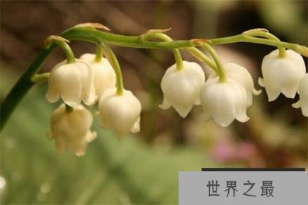 铃兰有哪些品种？盘点十大常见的铃兰品种