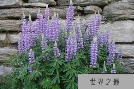 鲁冰花的品种有哪些？