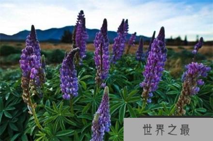 鲁冰花的品种有哪些？