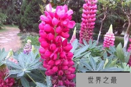 鲁冰花的品种有哪些？