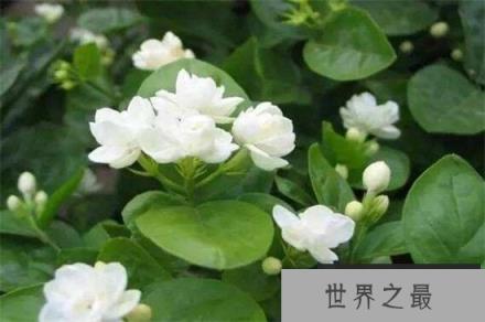 盘点10种最香最美花卉：丁香花上榜，栀子花高居榜首