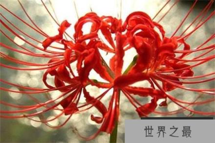 盘点十种寓意凄美之花：彼岸花和荼蘼花双双入榜！