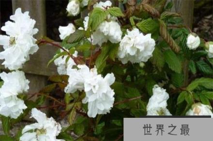 盘点十种寓意凄美之花：彼岸花和荼蘼花双双入榜！